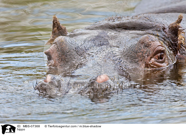 Flusspferd / hippo / MBS-07368