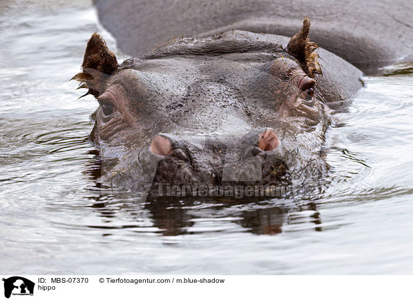 hippo / MBS-07370