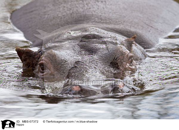 Flusspferd / hippo / MBS-07372