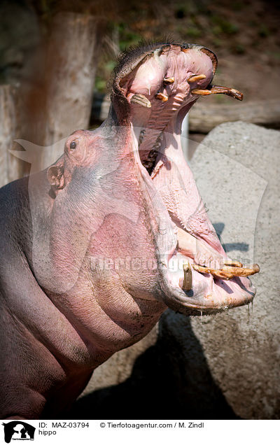 hippo / MAZ-03794