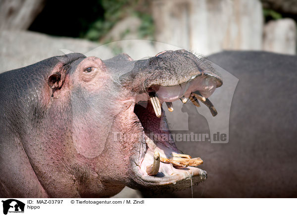hippo / MAZ-03797