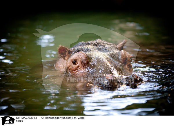 Flusspferd / hippo / MAZ-03913