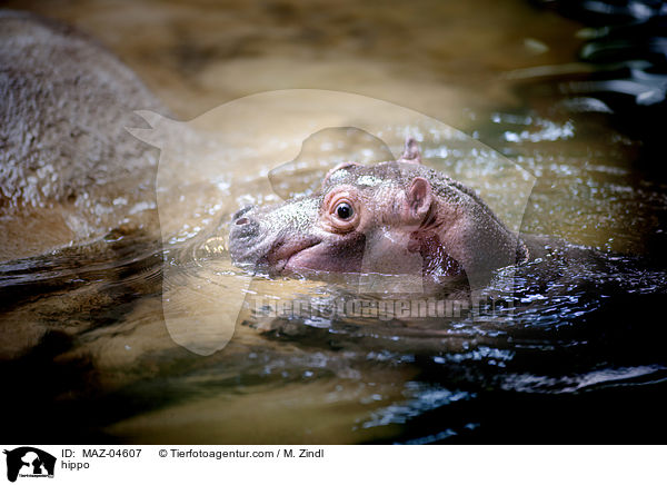 Flusspferd / hippo / MAZ-04607