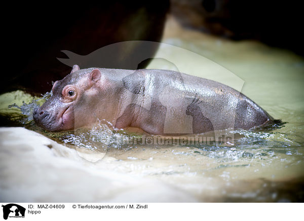 Flusspferd / hippo / MAZ-04609