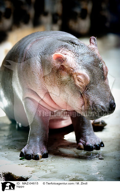 Flusspferd / hippo / MAZ-04615