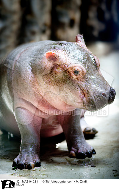 Flusspferd / hippo / MAZ-04621