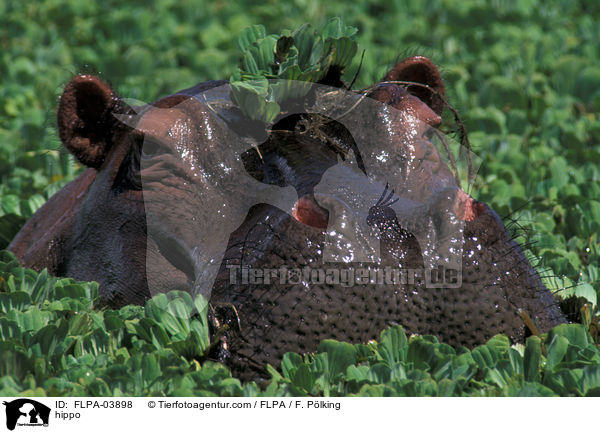 Flusspferd / hippo / FLPA-03898