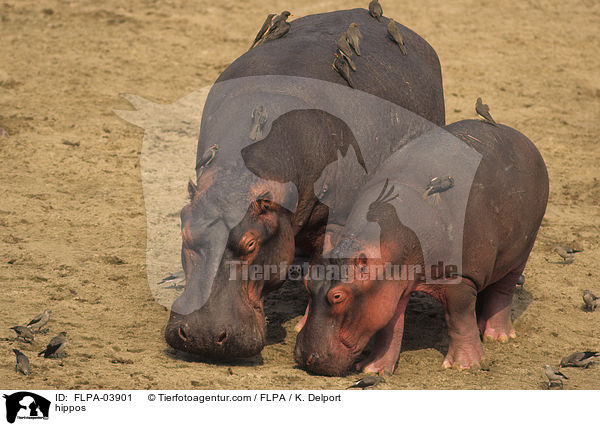 Flusspferde / hippos / FLPA-03901