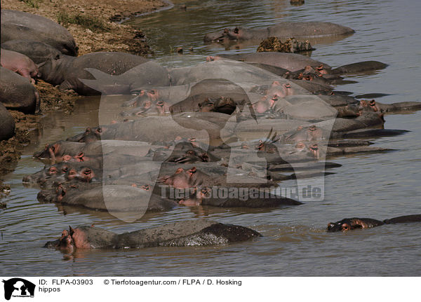 Flusspferde / hippos / FLPA-03903