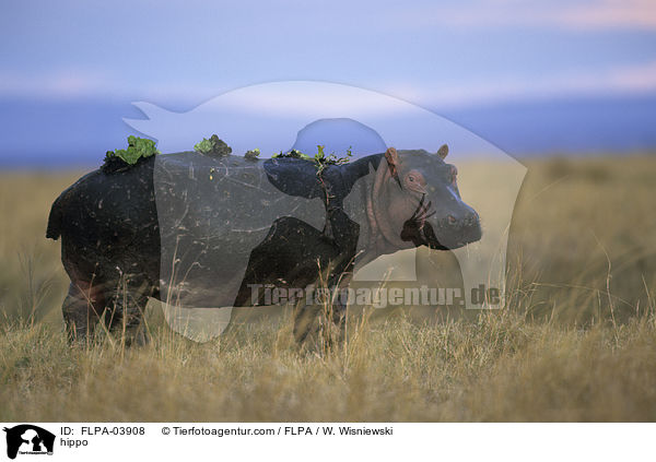 Flusspferd / hippo / FLPA-03908