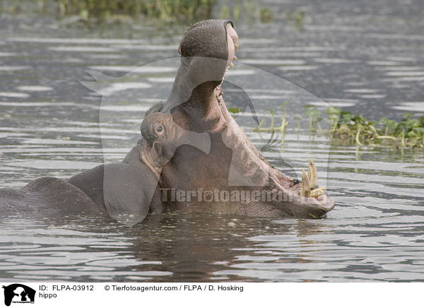 Flusspferd / hippo / FLPA-03912