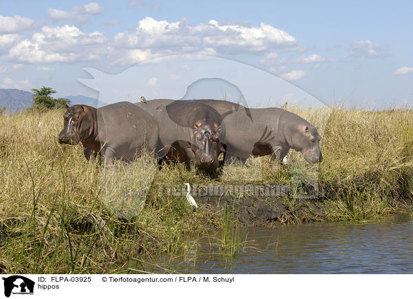 Flusspferde / hippos / FLPA-03925