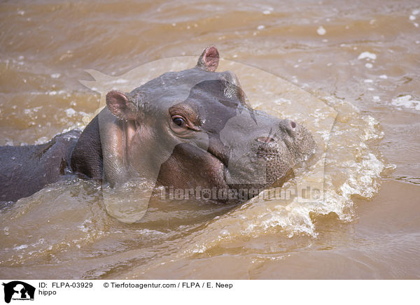 hippo / FLPA-03929