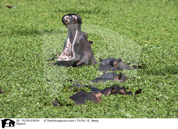 Flusspferde / hippos / FLPA-03934