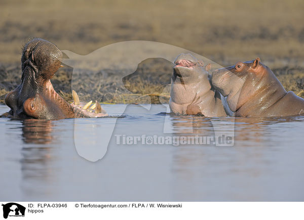 Flusspferde / hippos / FLPA-03946
