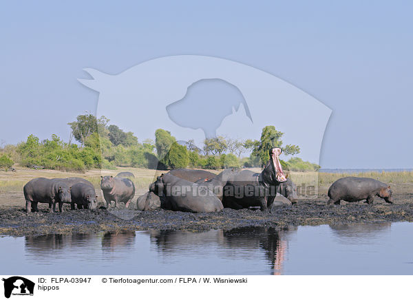 Flusspferde / hippos / FLPA-03947