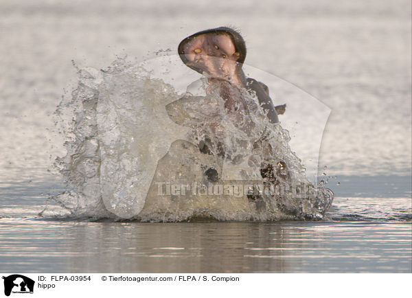 Flusspferd / hippo / FLPA-03954