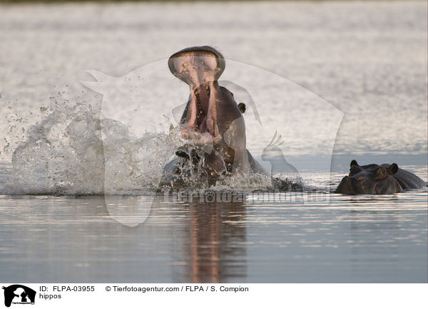Flusspferde / hippos / FLPA-03955