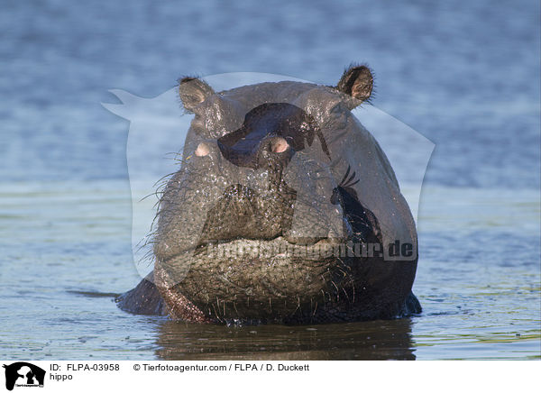 hippo / FLPA-03958