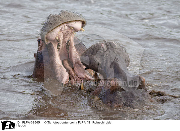 Flusspferde / hippos / FLPA-03965