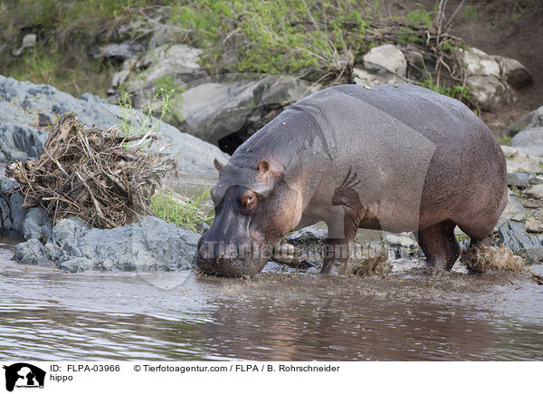 Flusspferd / hippo / FLPA-03966