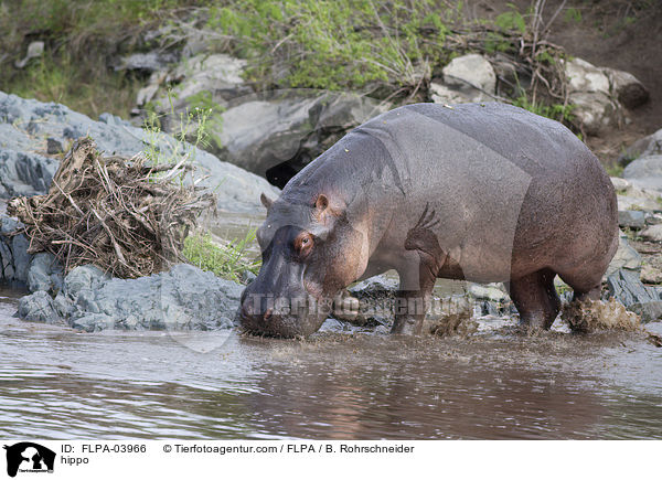 hippo / FLPA-03966