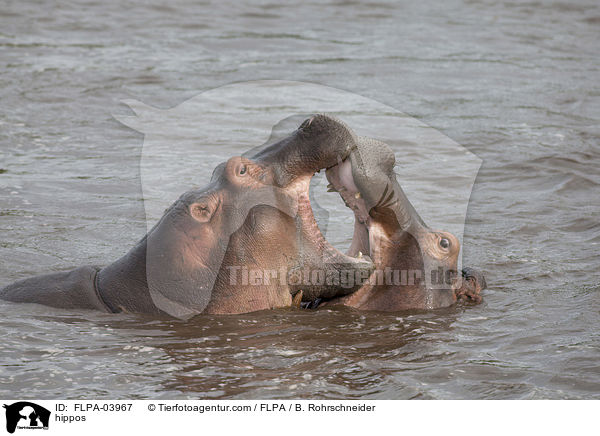 Flusspferde / hippos / FLPA-03967