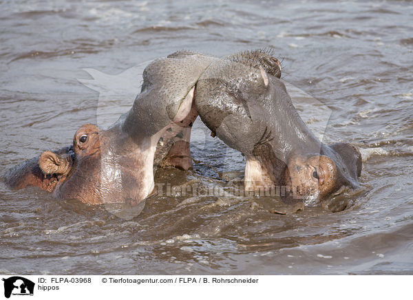 hippos / FLPA-03968