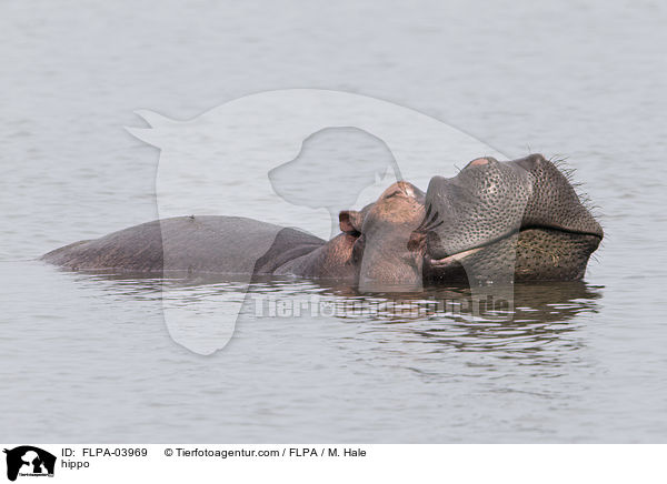 Flusspferd / hippo / FLPA-03969