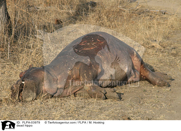 totes Flusspferd / dead hippo / FLPA-03979