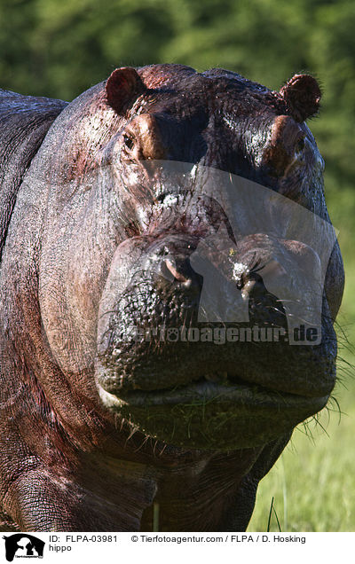 Flusspferd / hippo / FLPA-03981
