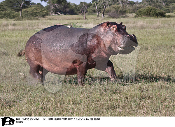 Flusspferd / hippo / FLPA-03982