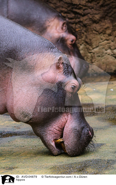 hippos / AVD-04879