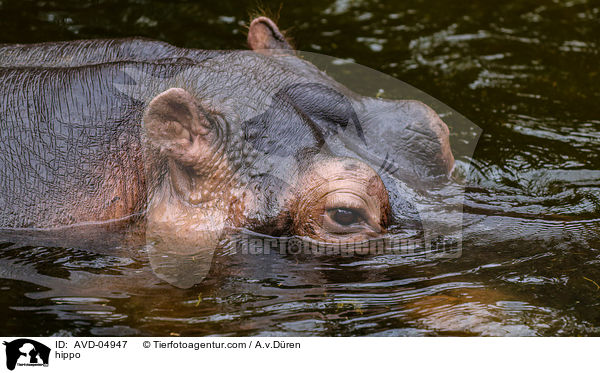 Flusspferd / hippo / AVD-04947