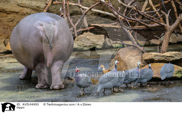 Flusspferd / hippo / AVD-04950