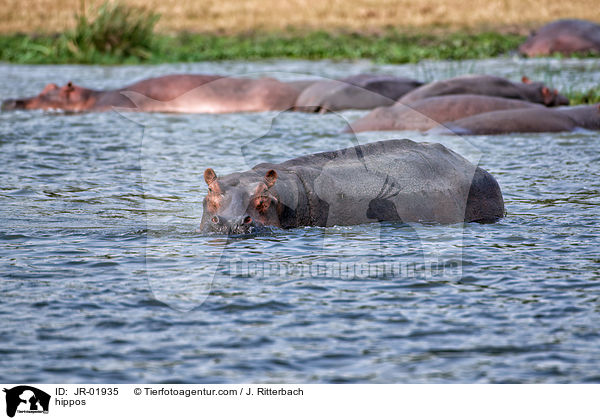 Flusspferde / hippos / JR-01935