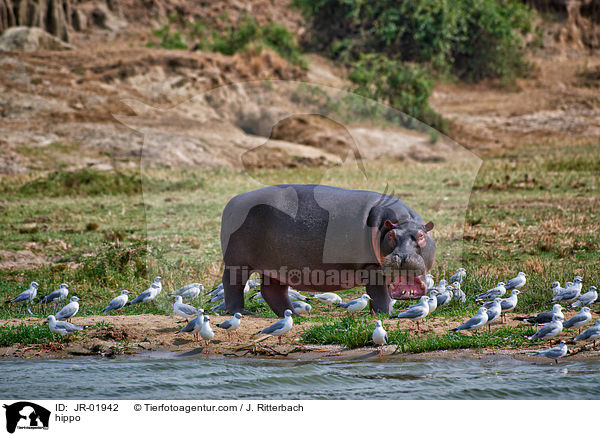 hippo / JR-01942