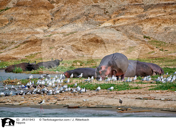 Flusspferde / hippos / JR-01943