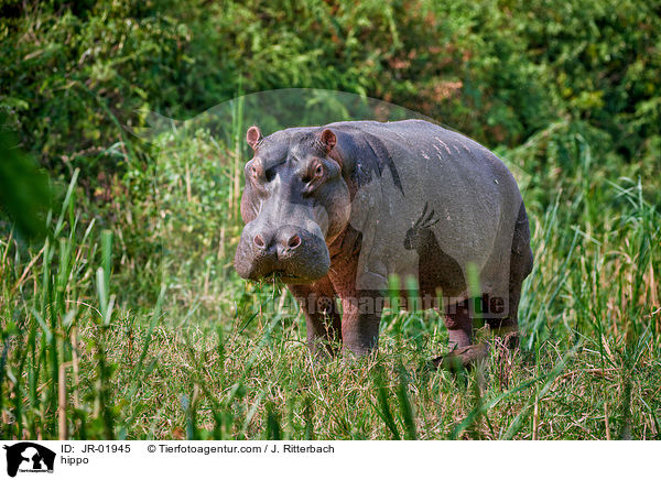 Flusspferd / hippo / JR-01945