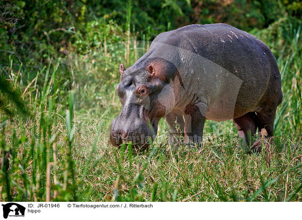 Flusspferd / hippo / JR-01946