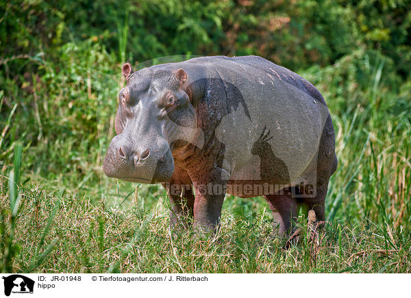 Flusspferd / hippo / JR-01948