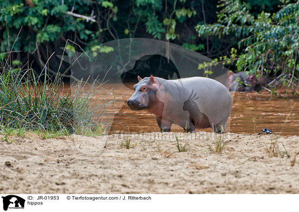 Flusspferde / hippos / JR-01953