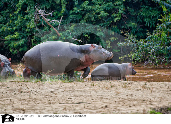 Flusspferde / hippos / JR-01954