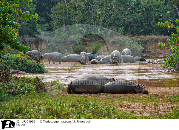 Flusspferde / hippos / JR-01962