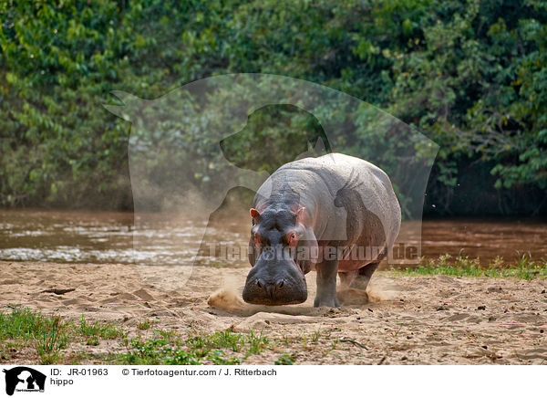 hippo / JR-01963