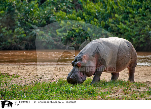 Flusspferd / hippo / JR-01964