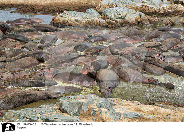 Flusspferde / hippos / JR-03408