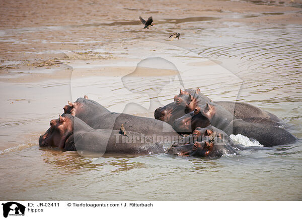 Flusspferde / hippos / JR-03411