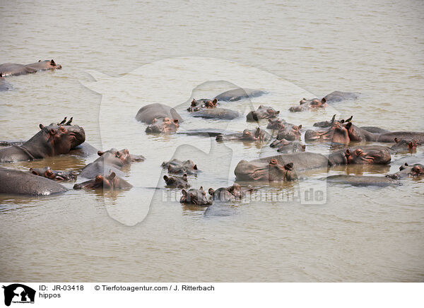 Flusspferde / hippos / JR-03418