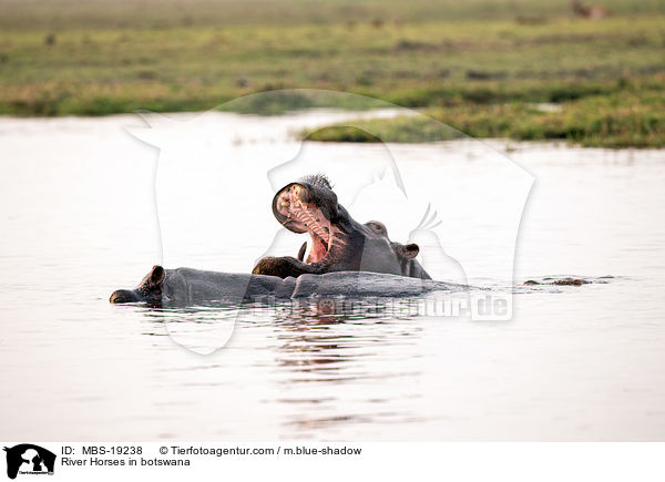 Flusspferde in Botswana / River Horses in botswana / MBS-19238